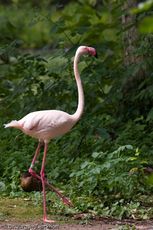 Flamingo (16 von 21).jpg